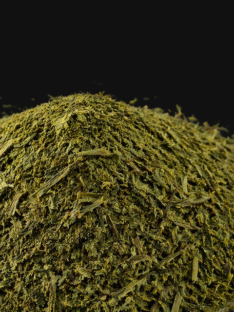 L-THÉANINE