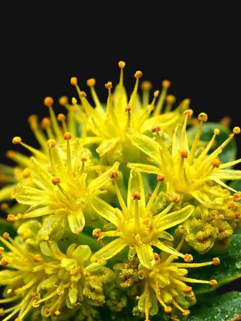 Rhodiola rosea